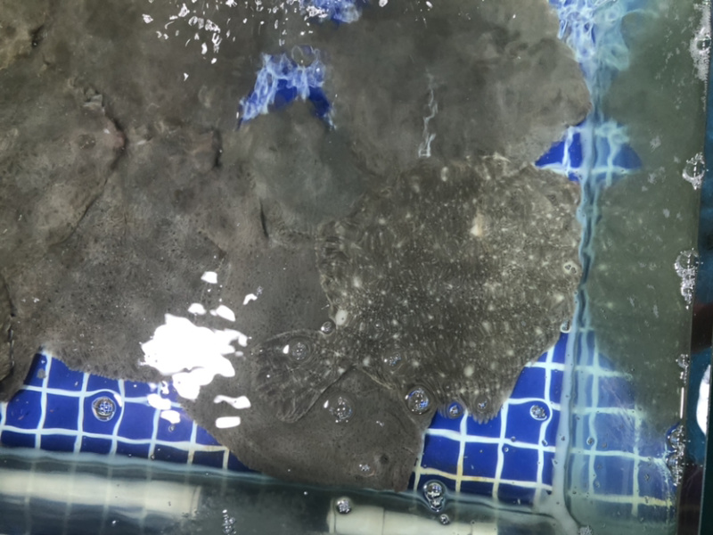 多宝鱼、比目鱼，一斤多，偏口鱼，鲜肥味美肉肥刺少