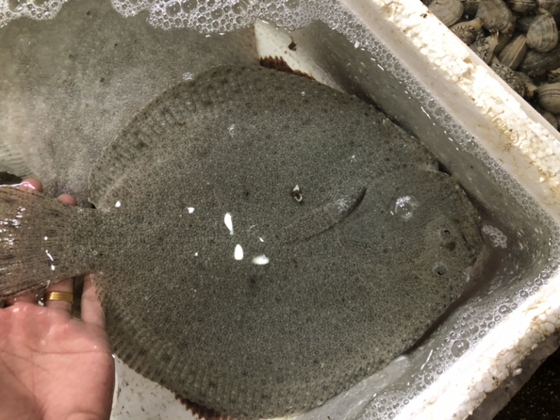 多宝鱼、比目鱼，一斤多，偏口鱼，鲜肥味美肉肥刺少