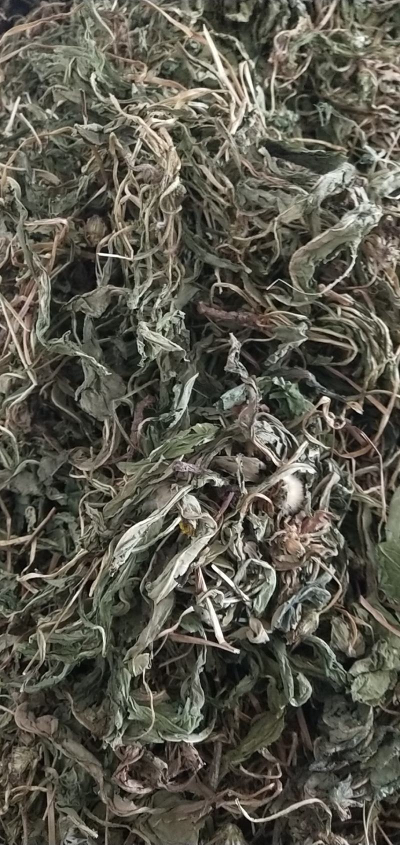 精品蒲公英中药材万种中药材产地直销