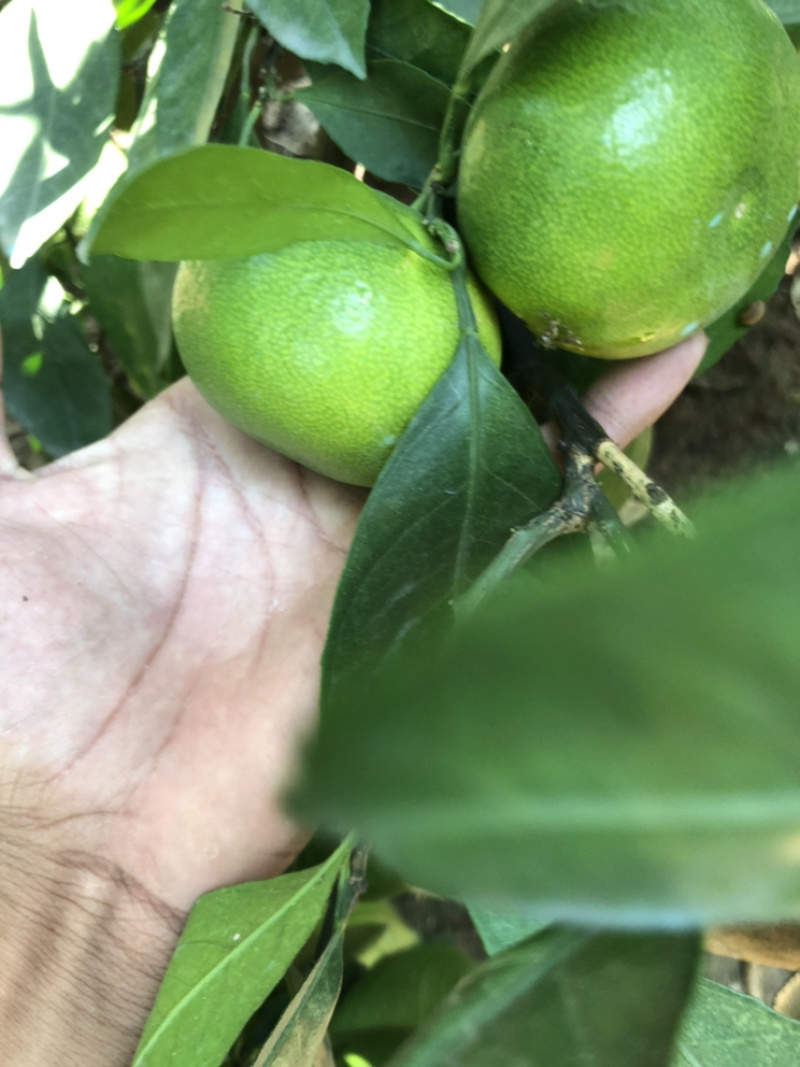 云南玉溪华宁高山蜜橘