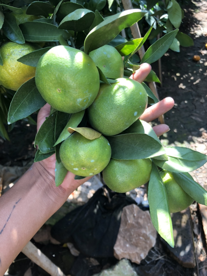 云南玉溪华宁高山蜜橘