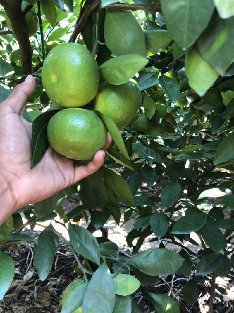 云南玉溪华宁高山蜜橘
