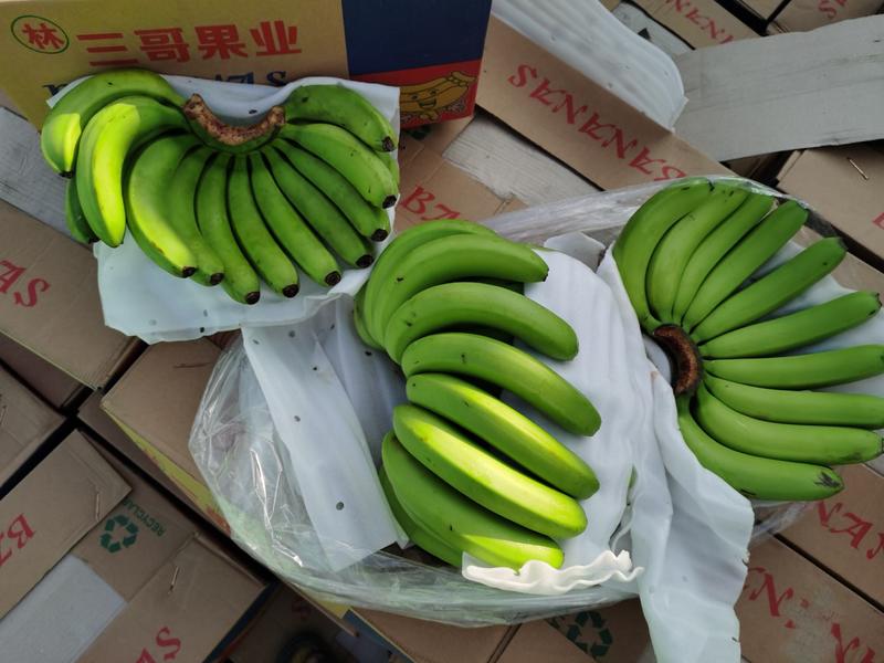 广东，广西，云南等产地常年批发香蕉，一次合作终身朋友