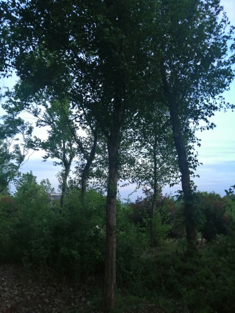 三角枫槭树彩叶树种，观赏价值高，成活率高熟货山货散货都有