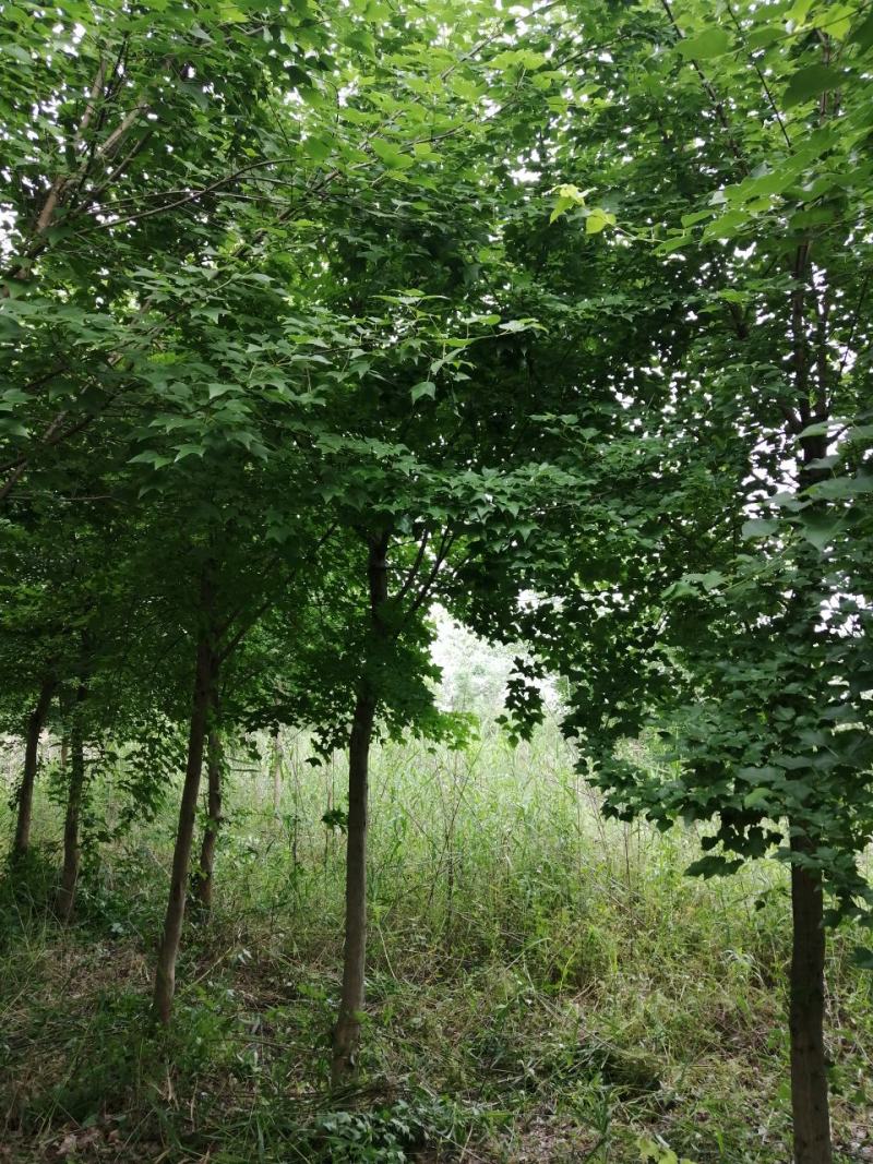 三角枫槭树彩叶树种，观赏价值高，成活率高熟货山货散货都有