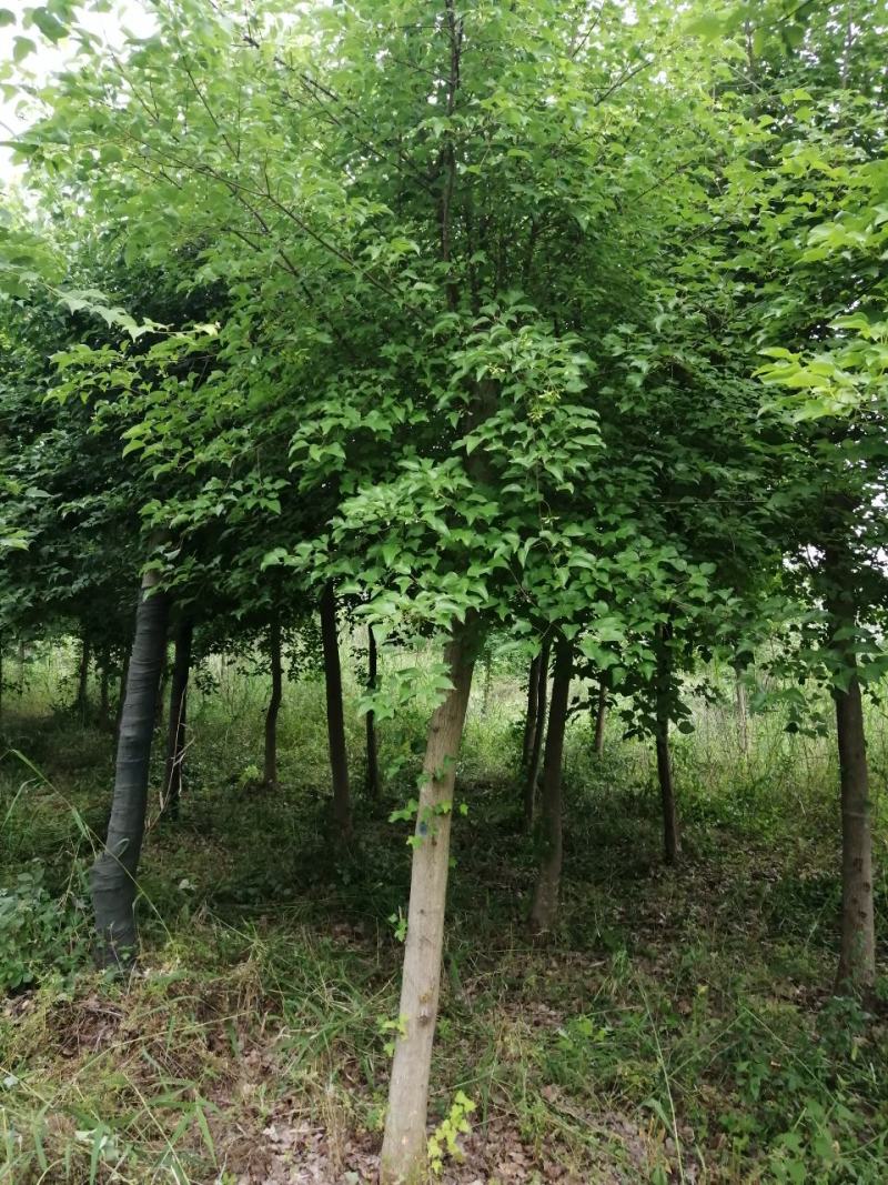 三角枫槭树彩叶树种，观赏价值高，成活率高熟货山货散货都有