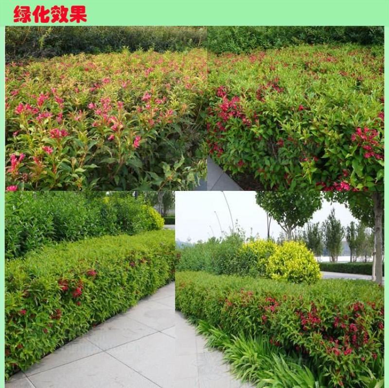 批发红王子锦带苗红花丛生王子锦苗带绿化苗木庭院