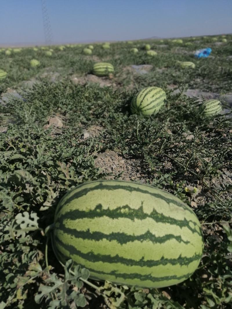 中国宁夏硒砂瓜全国代购