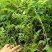 凌霄大花爬墙爬藤植物阳台庭院别墅工程用途