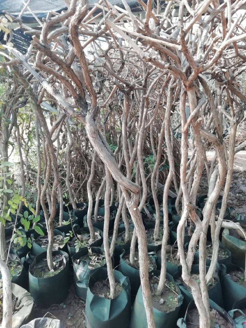 凌霄大花爬墙爬藤植物阳台庭院别墅工程用途