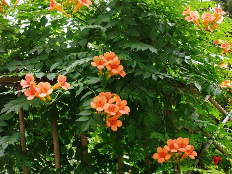 凌霄大花爬墙爬藤植物阳台庭院别墅工程用途