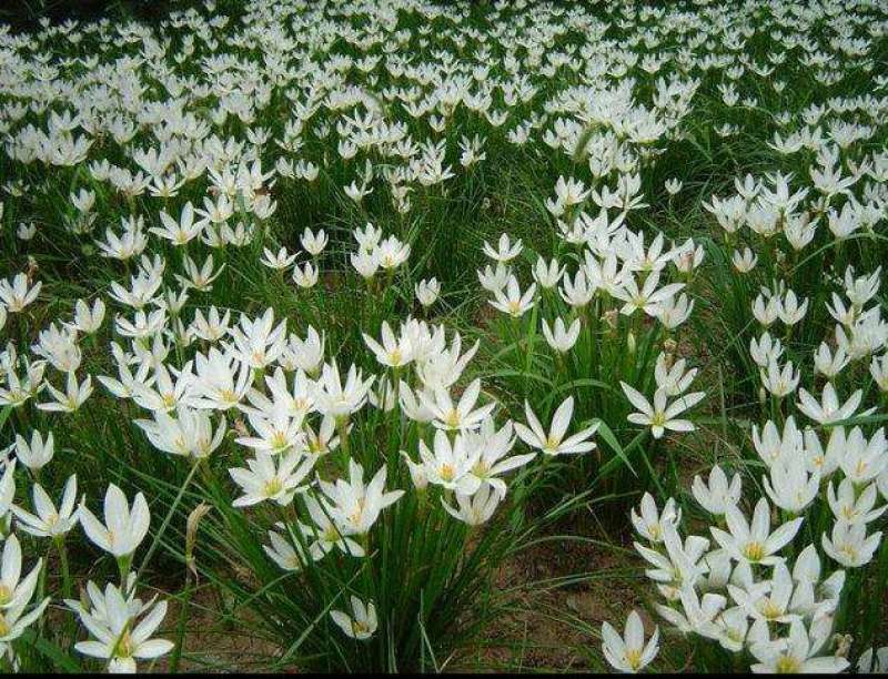 葱兰韭兰风雨兰花苗绿植物盆栽花卉植物庭院阳台工程苗