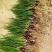 葱兰韭兰风雨兰花苗绿植物盆栽花卉植物庭院阳台工程苗
