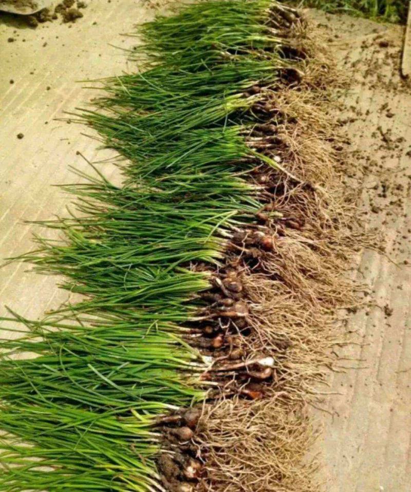 葱兰韭兰风雨兰花苗绿植物盆栽花卉植物庭院阳台工程苗