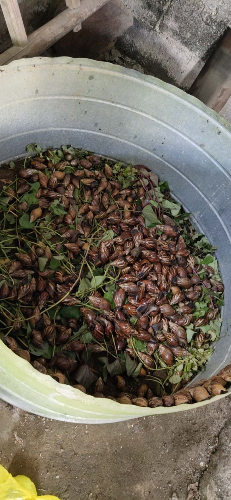 黑蜗牛玛瑙蜗牛非洲蜗牛定金起收长期接货的联系
