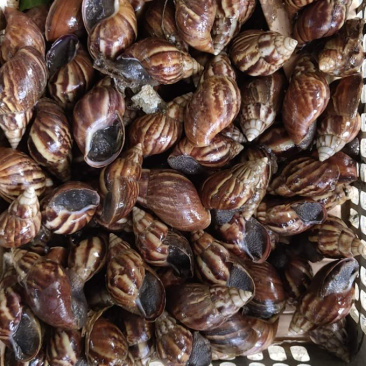 黑蜗牛玛瑙蜗牛非洲蜗牛定金起收长期接货的联系