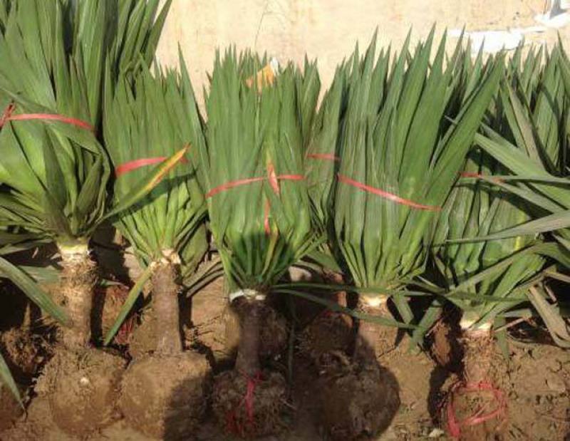 剑麻苗剑麻小苗又名丝兰凤尾兰庭院植物工程绿化苗