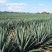 剑麻苗剑麻小苗又名丝兰凤尾兰庭院植物工程绿化苗