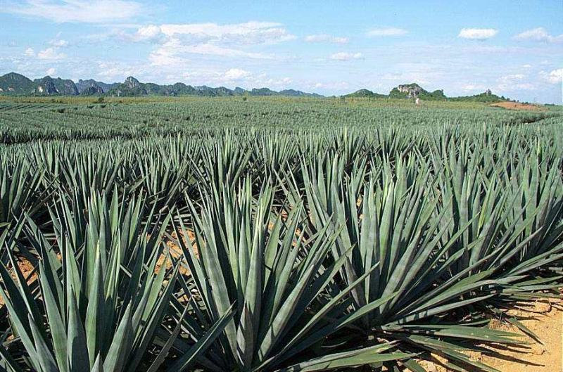 剑麻苗剑麻小苗又名丝兰凤尾兰庭院植物工程绿化苗