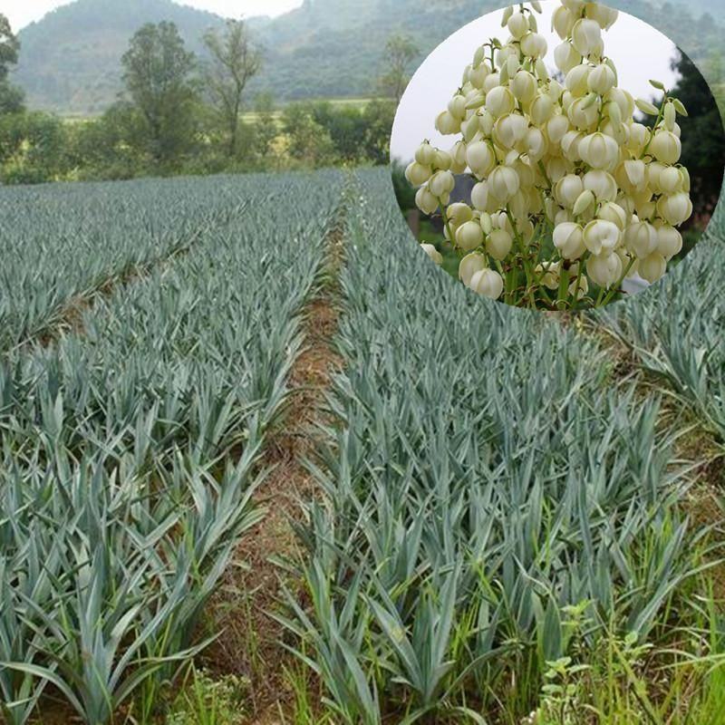 剑麻苗剑麻小苗又名丝兰凤尾兰庭院植物工程绿化苗
