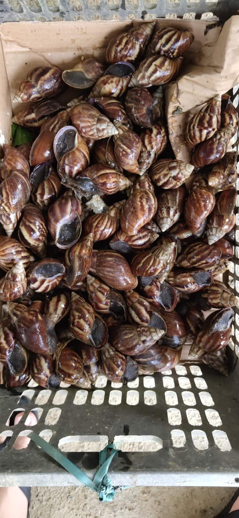 黑蜗牛玛瑙蜗牛非洲蜗牛定金起收长期接货的联系
