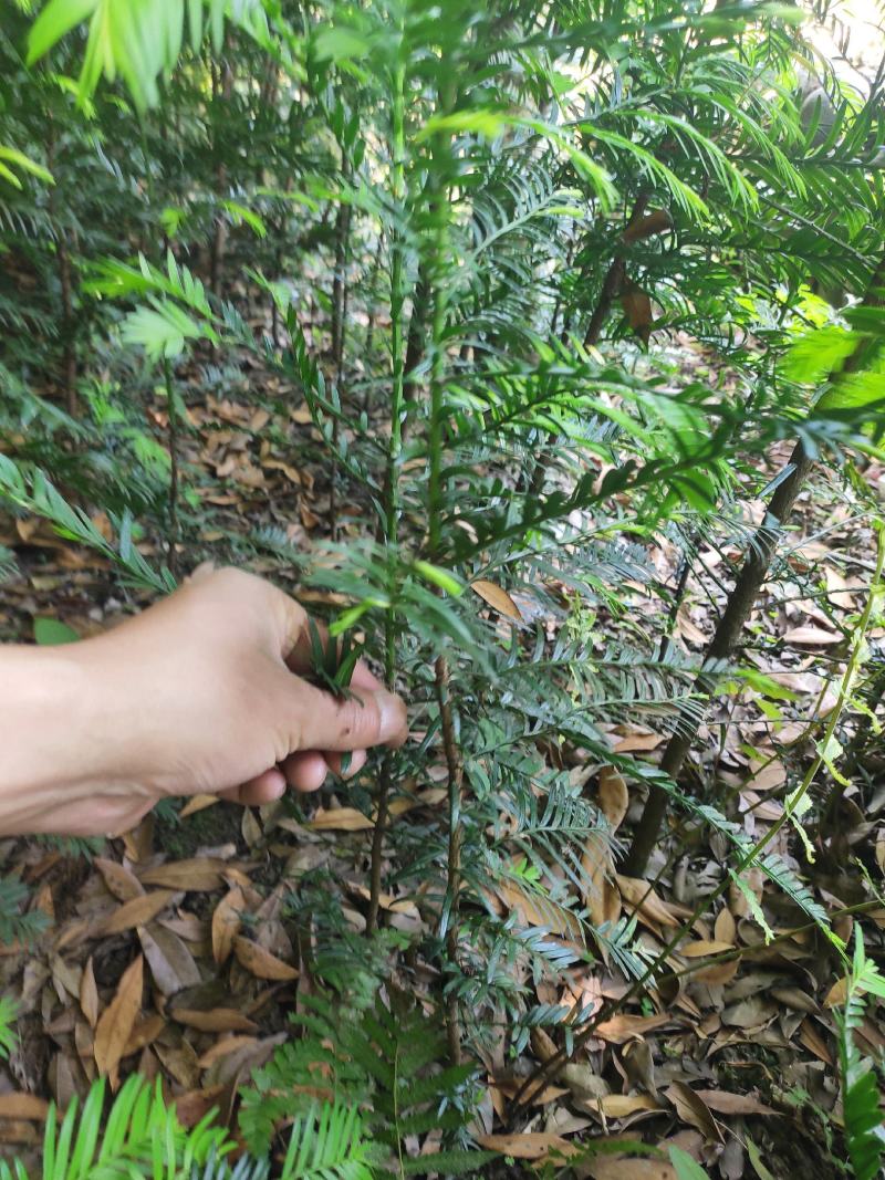 南方红豆杉，大量有货，需要的老板赶紧联系。