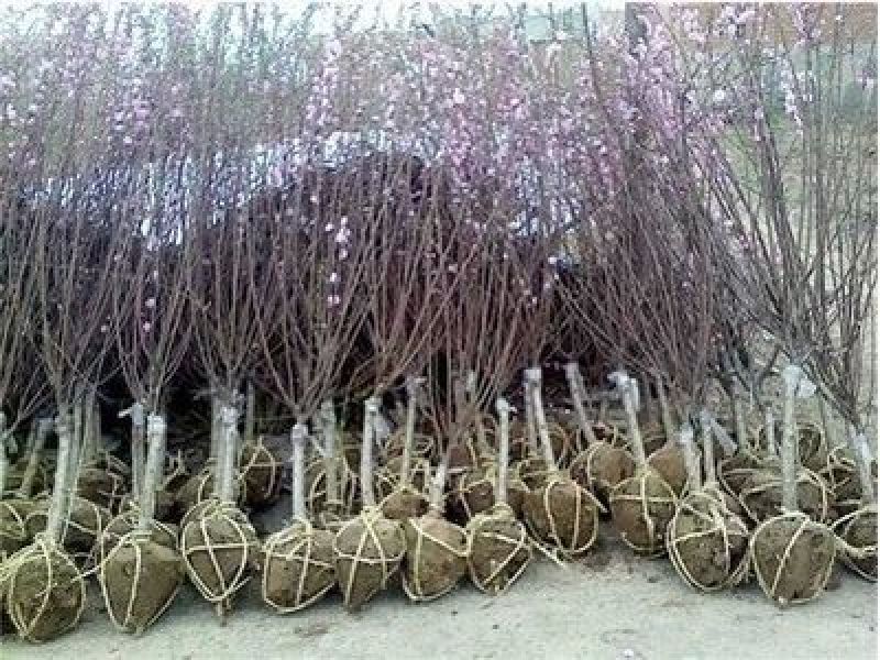 江苏精品榆叶梅树庭院绿化室外阳台盆栽花卉
