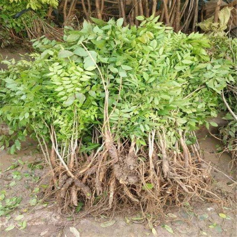 紫藤树苗紫藤萝爬藤攀爬庭院围墙公园工程苗