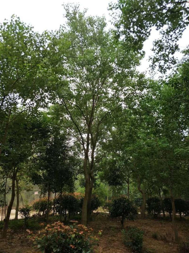 乌桕树园林绿化行道树苗木林木乔木树工程树