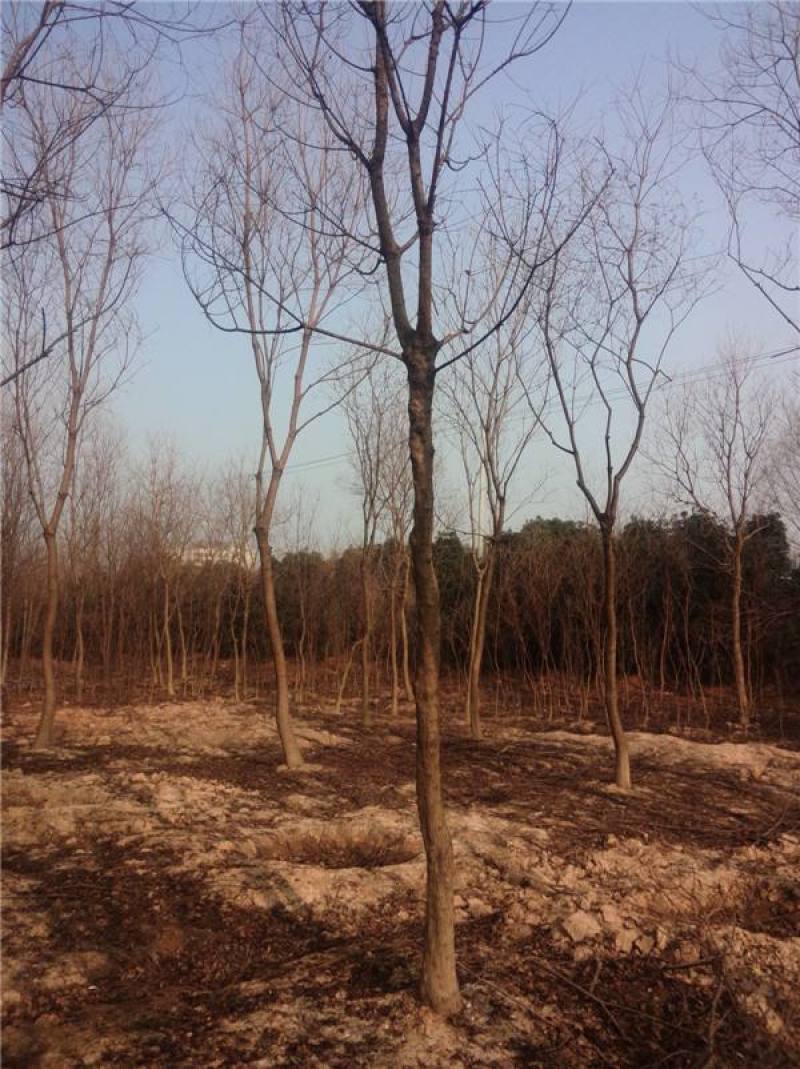 乌桕树园林绿化行道树苗木林木乔木树工程树
