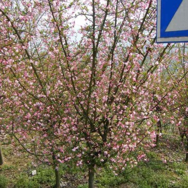 绿化苗木工程苗垂丝海棠海棠树苗海棠花苗
