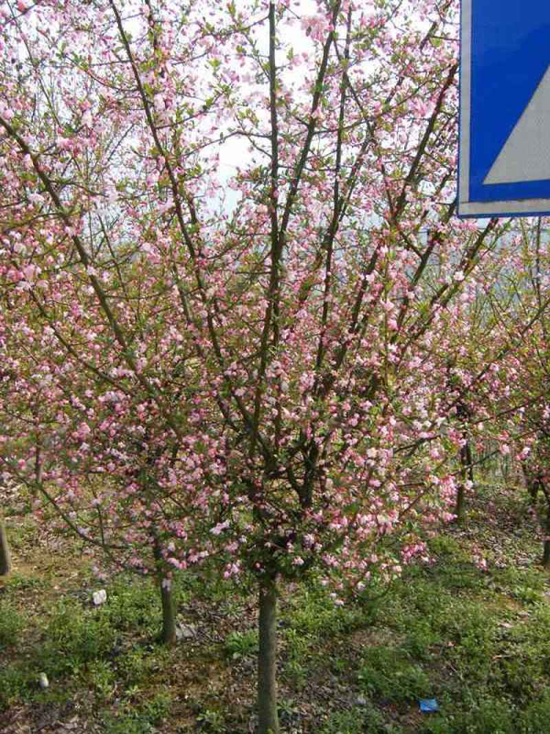 绿化苗木工程苗垂丝海棠海棠树苗海棠花苗