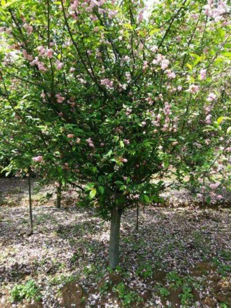 绿化苗木工程苗垂丝海棠海棠树苗海棠花苗
