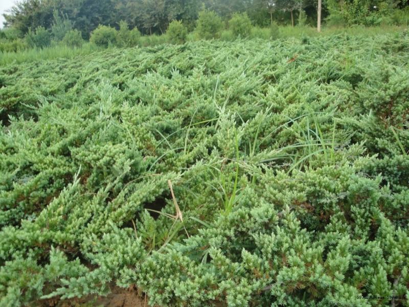 绿化工程地柏苗地柏盆景素材铺地柏树苗爬地柏松铺地植物