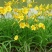 金娃娃萱草花南方北方室外庭院花园阳台耐寒花卉花坛花草