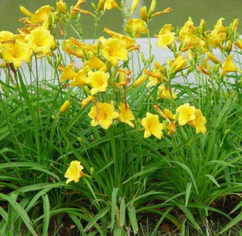 金娃娃萱草花南方北方室外庭院花园阳台耐寒花卉花坛花草