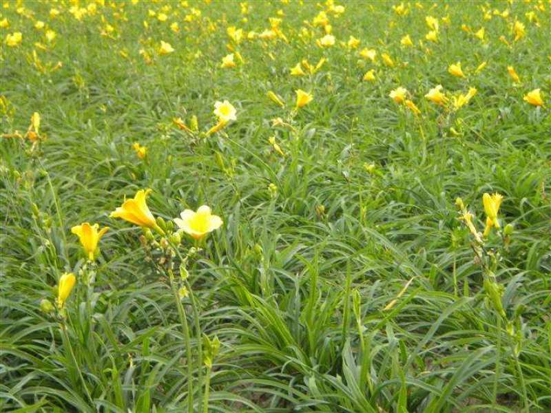 金娃娃萱草花南方北方室外庭院花园阳台耐寒花卉花坛花草