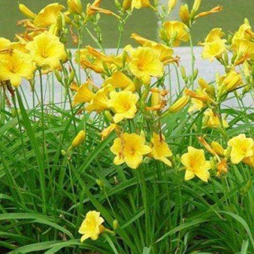 金娃娃萱草花南方北方室外庭院花园阳台耐寒花卉花坛花草
