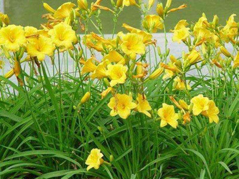 金娃娃萱草花南方北方室外庭院花园阳台耐寒花卉花坛花草