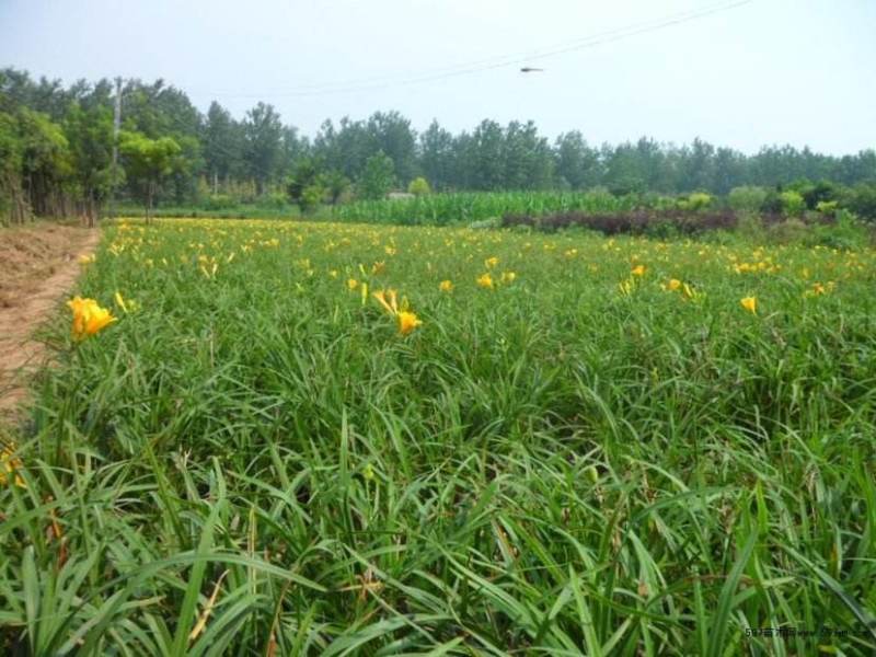 金娃娃萱草花南方北方室外庭院花园阳台耐寒花卉花坛花草
