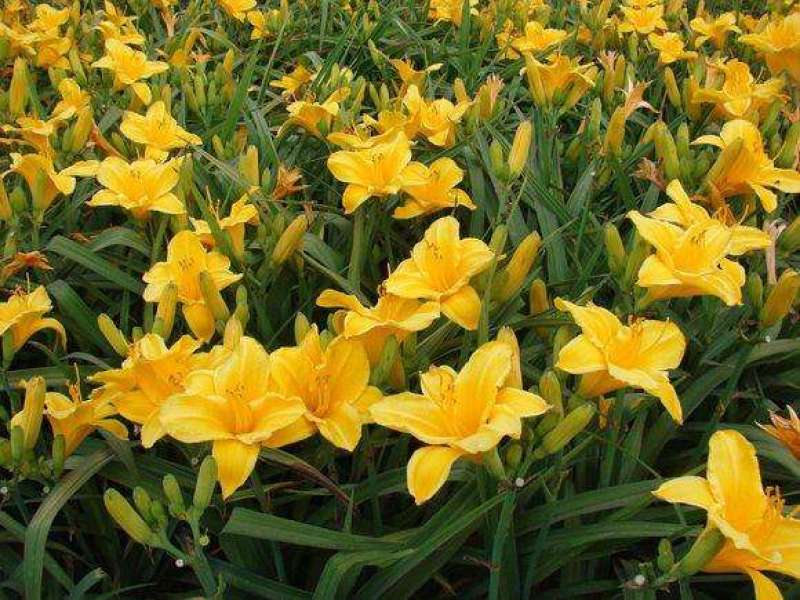 金娃娃萱草花南方北方室外庭院花园阳台耐寒花卉花坛花草