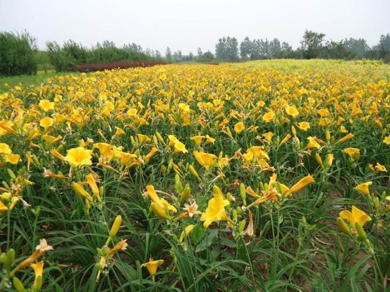 金娃娃萱草花南方北方室外庭院花园阳台耐寒花卉花坛花草