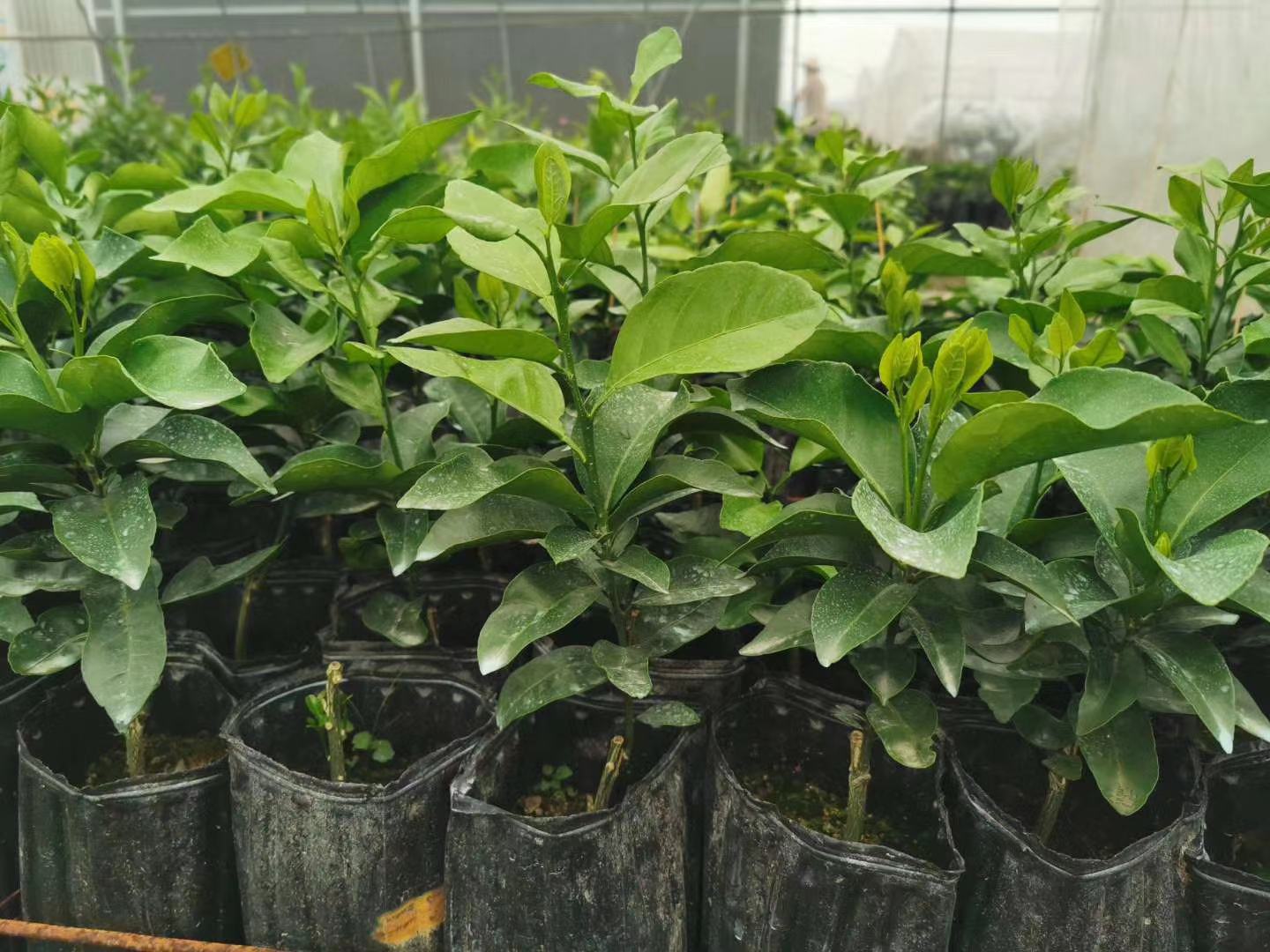 红美人沃柑树种植园实景