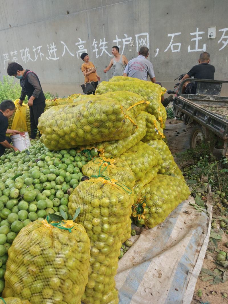 灵宝青皮核桃，货源足，品种纯，质量佳。
