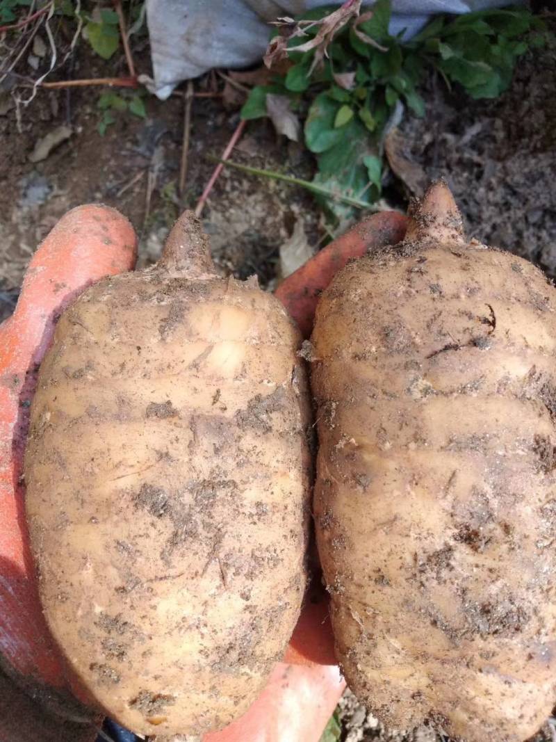 鲜天麻。产自秦岭高山，真空包装。品质保证。