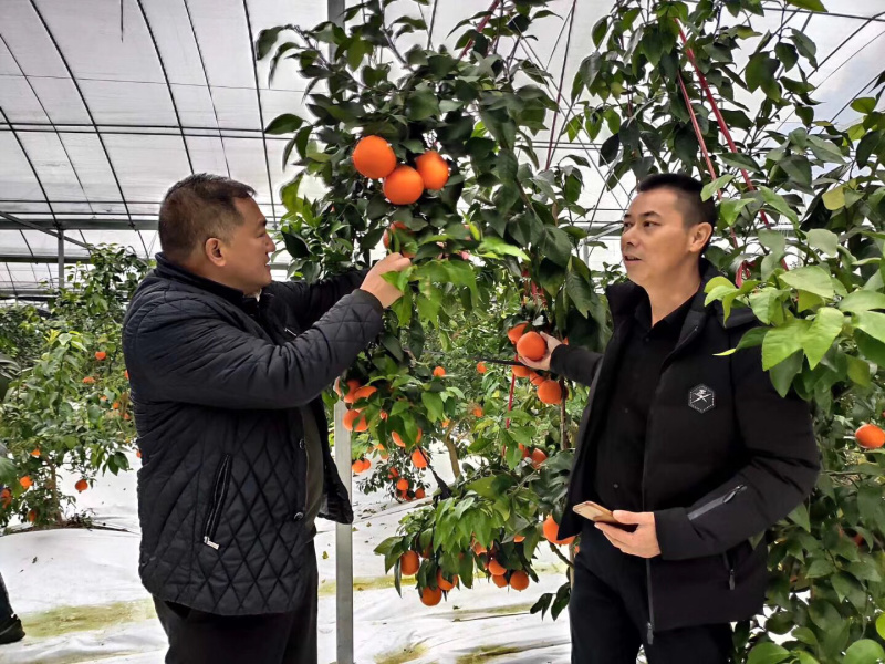 红美人柑橘现摘现厂发货保证质量一箱十斤．浙江上海江苏．保邮