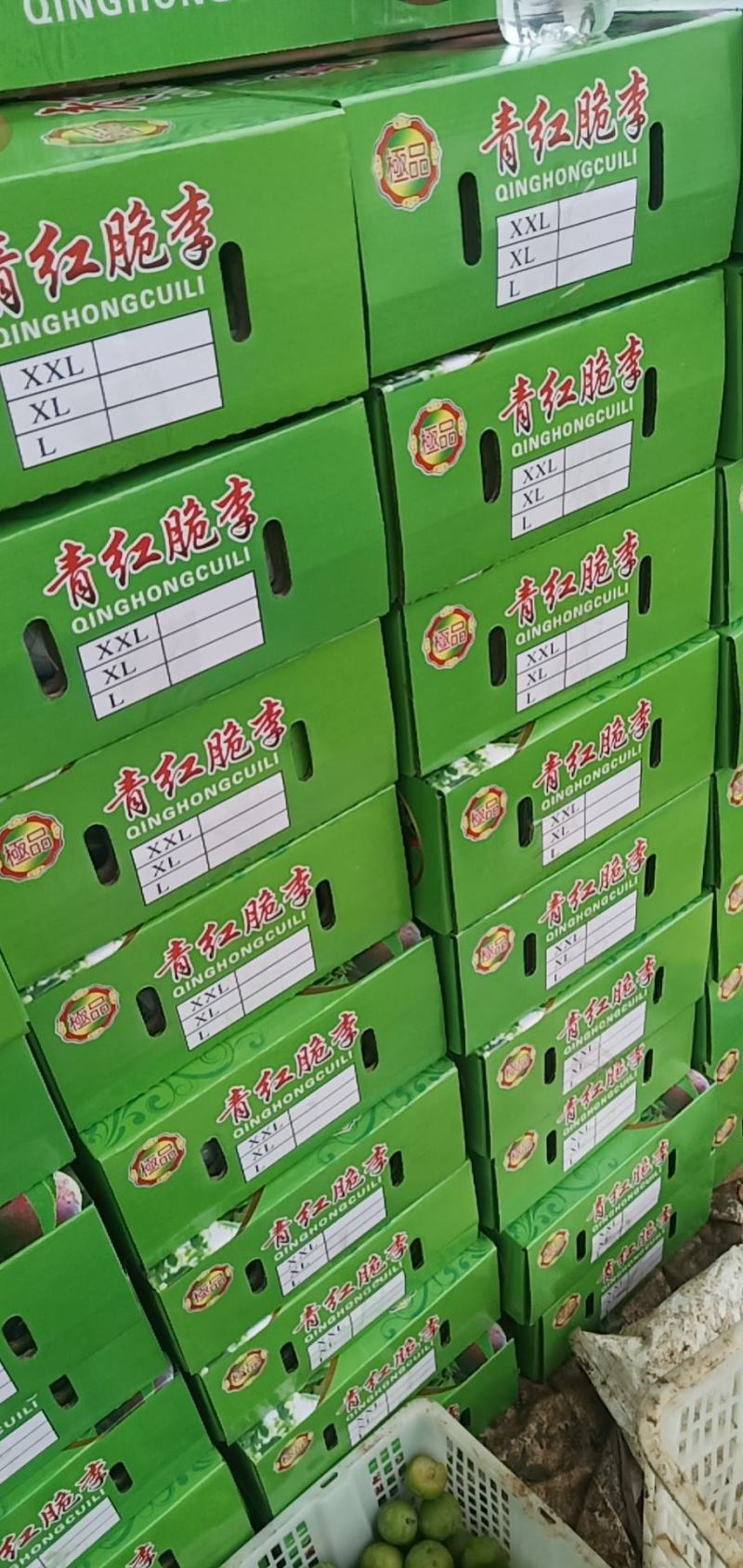 青脆李个大皮薄
