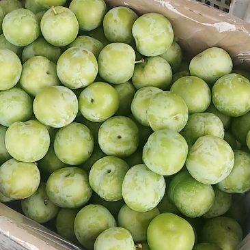青脆李个大皮薄
