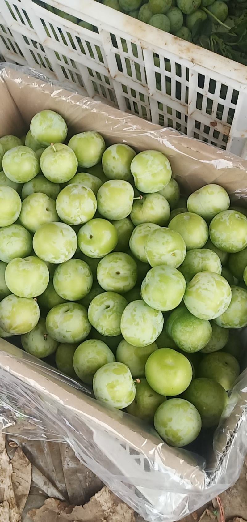 青脆李个大皮薄