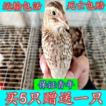 特价青年鹌鹑包邮养殖场直发下蛋鹌鹑鸟活体宠物手玩